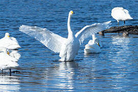 Whooper Swan