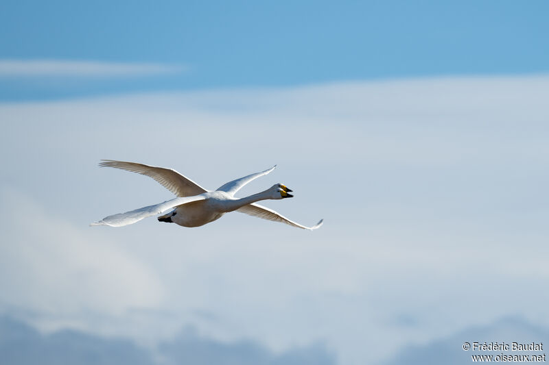 Cygne chanteuradulte, Vol