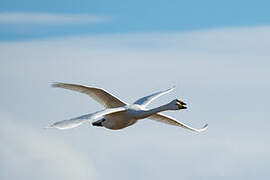 Whooper Swan