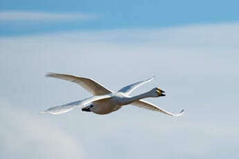 Cygne chanteur