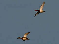 Common Pochard