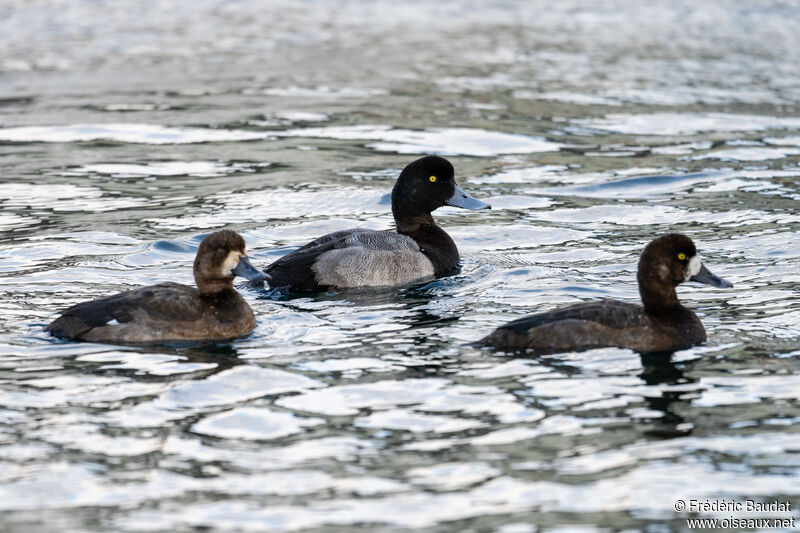 Greater Scaupadult, swimming