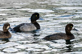 Greater Scaup