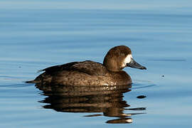 Greater Scaup