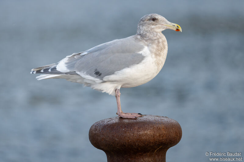 Glaucous-winged Gulladult post breeding