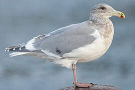 Glaucous-winged Gull