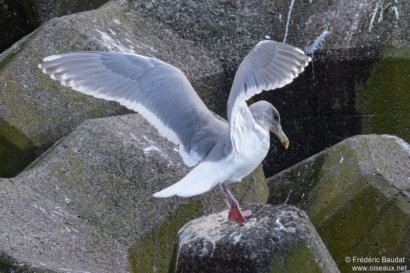 Glaucous-winged Gulladult post breeding