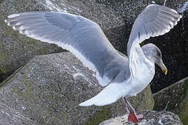 Glaucous-winged Gull