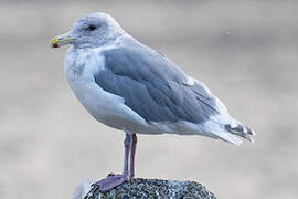 Glaucous-winged Gull