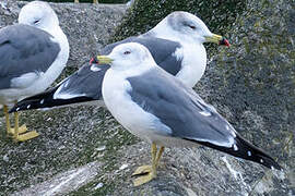 Black-tailed Gull