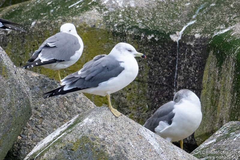 Black-tailed Gulladult post breeding