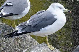 Black-tailed Gull