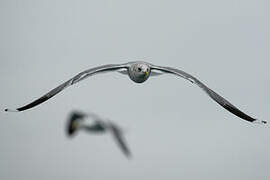 Common Gull