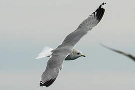 Common Gull