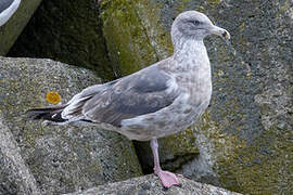 Vega Gull