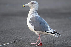 Vega Gull