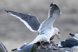 Vega Gull