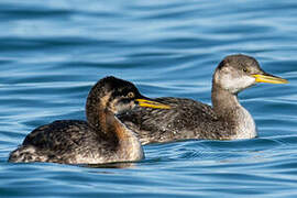 Red-necked Grebe