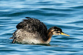 Red-necked Grebe