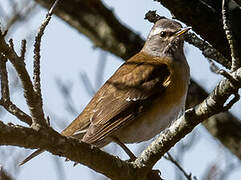 Eyebrowed Thrush