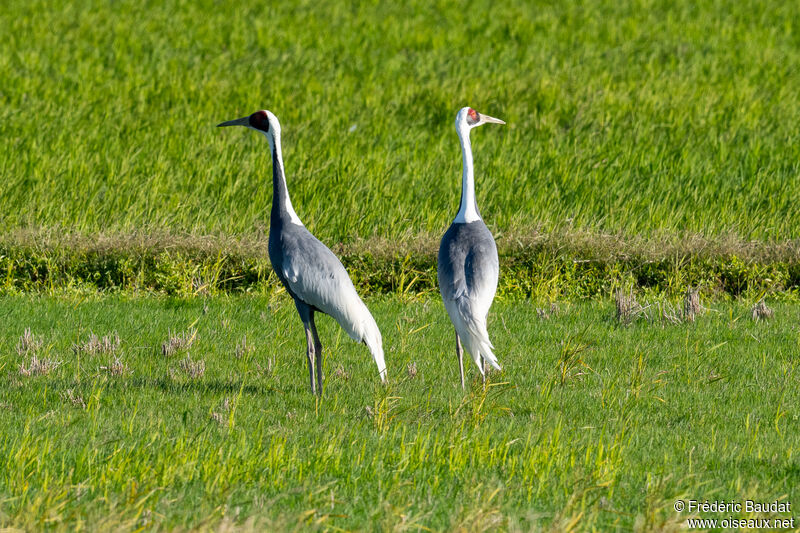 Grue à cou blancadulte