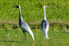 White-naped Crane