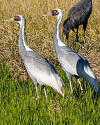 White-naped Crane