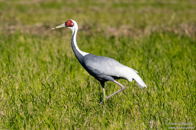 Grue à cou blancadulte, marche