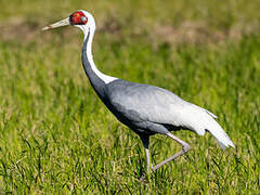 White-naped Crane