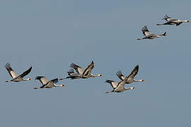 White-naped Crane