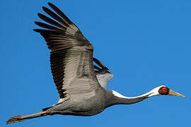 White-naped Crane