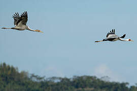 White-naped Crane