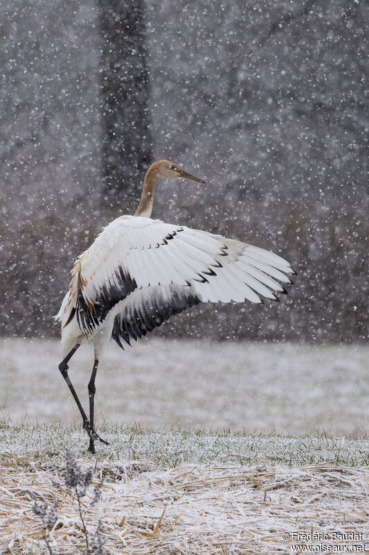 Red-crowned CraneFirst year