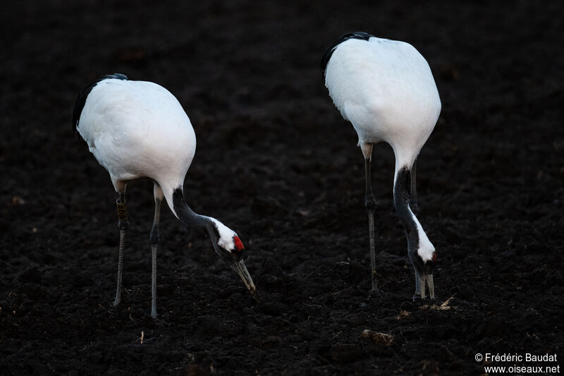 Red-crowned Craneadult, eats