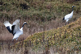 Red-crowned Crane