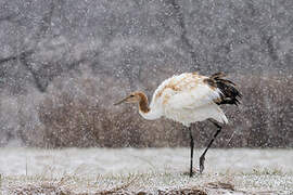 Red-crowned Crane