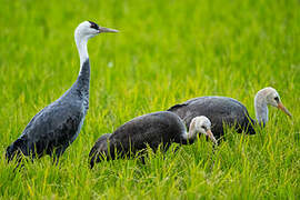 Hooded Crane