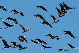 Hooded Crane