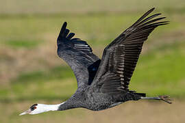 Hooded Crane