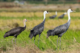 Hooded Crane