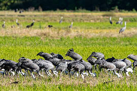 Hooded Crane