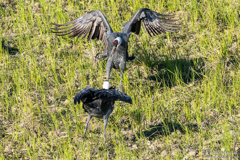 Grue moineadulte, Comportement