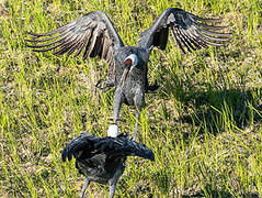 Hooded Crane