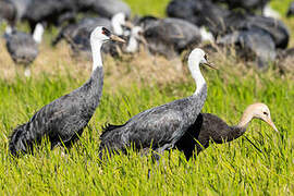 Hooded Crane