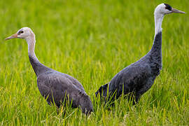 Hooded Crane