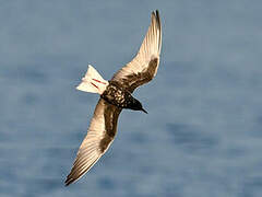 White-winged Tern