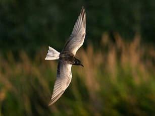 Guifette leucoptère