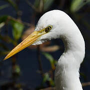 Plumed Egret