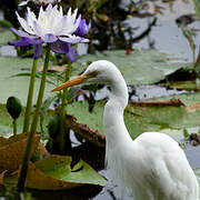 Plumed Egret