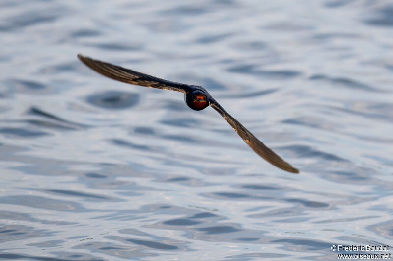 Barn Swallow male adult breeding, Flight